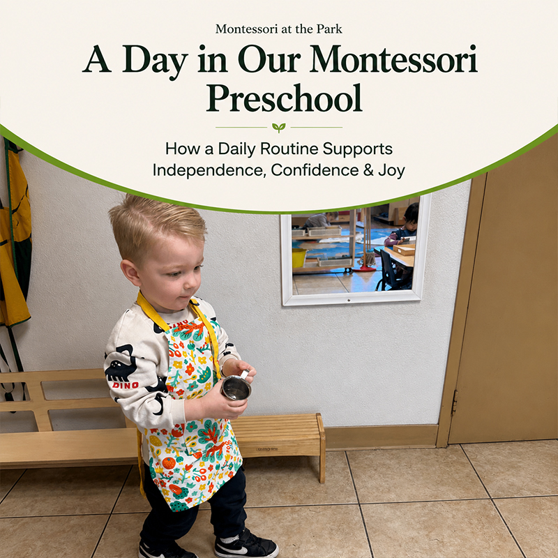 How a Daily routine in a Montessori Preschool Supports Growth